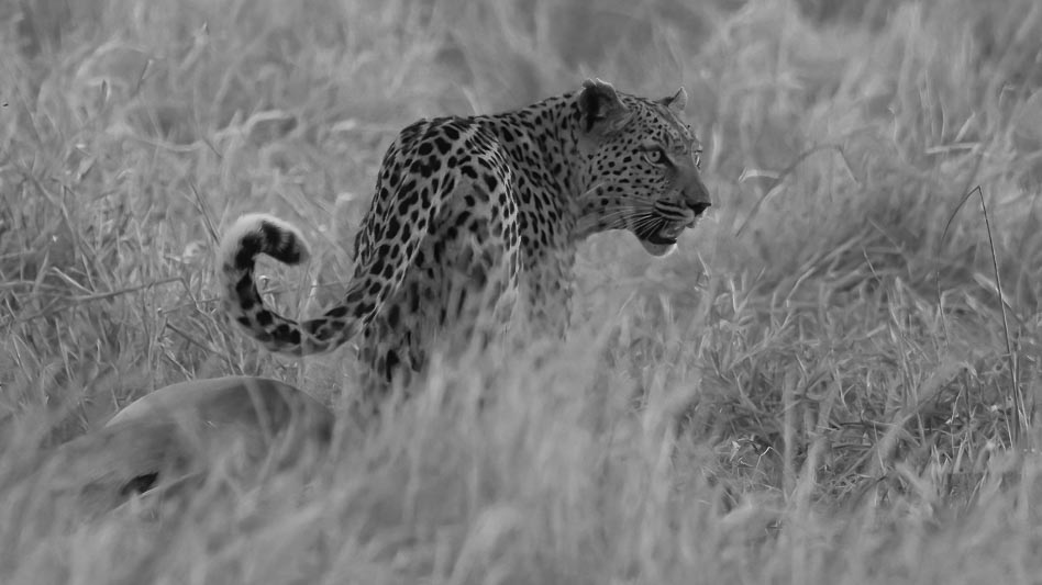 Leopard in monochrome.jpg